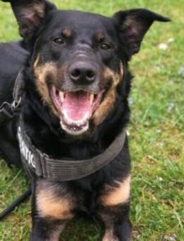 Willi sucht ein Für-Immer-Zuhause - München