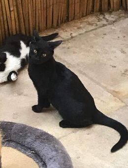 Noir aus dem Tierschutz - Grevenbroich