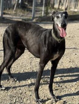 Catherine - bezaubernde Galga - Bad Camberg