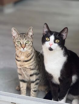 Diego & Elli suchen eine neue Familie (1 Jahr alt) - Hannover Misburg-Anderten