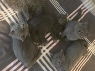 5 Kittenbabys abzugeben BKH/BLH - Tarmstedt