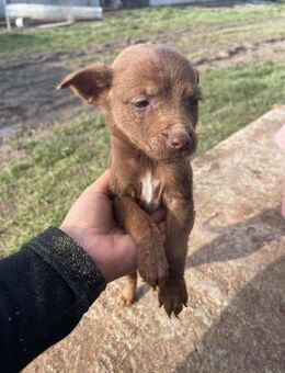 B703 sucht seinen Namen und Familie - Neuberg