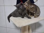 Baby Katzen - Wallersdorf