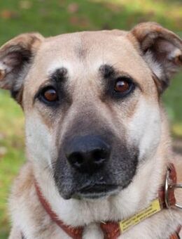 TOPAZ - ruhig&ausgeglichen - Betzenstein