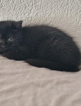 BKH kitte - Singen (Hohentwiel)