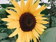 Sonnenblumensamen Sonnenblume Samen hellgelb hell Valentine besonders heller Farbton große Blüten Saat Garten insektenfreundliches Saatgut flower Bienenmagnet Bienenfreundlich SWR Treffpunkt Blumenwiese Sonne - Pfedelbach