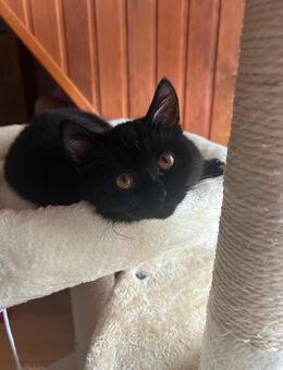 Booh sucht leider neues Zuhause - Hamburg