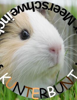 Kurzhaar Meerschweinchen 30 € - Schwülper