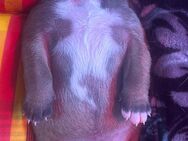 Presa Canario Welpen altes Blut - Twist