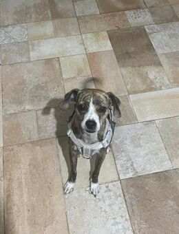 USCHL, w., kastr. Mischling, ca. 40 cm - Sipplingen