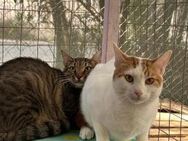 Toffee und Theo aus dem Tierschutz - Grevenbroich