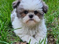 Shih-Tzu Mix Welpen Hündinnen - Oranienburg