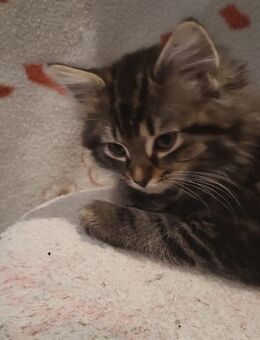 BKH/ Mainecoon Kitten - Kamen