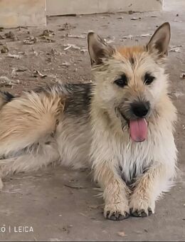 Treuer Hundekumpel Ludwig - Tholey