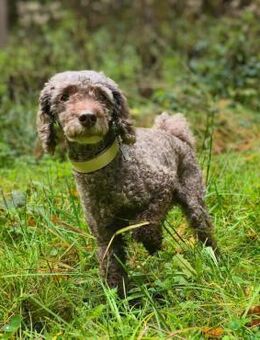 Cooper - ist fit - Löwenberger Land