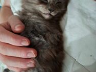 Maine-Coon-Kitten - Unna