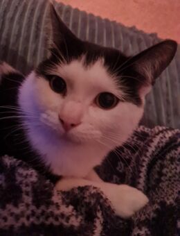 Kater sucht Zuhause! - Recklinghausen