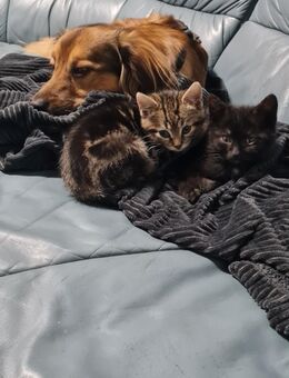 2 süße Kätzchen suchen ein neue⁸s Zuhause - Lübbenau (Spreewald)