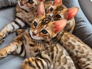 Bengal Katzenbabys Bengal Kitten - Erkelenz
