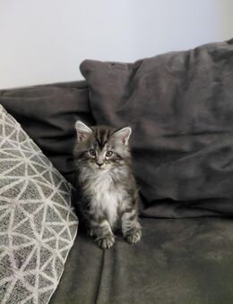 Wunderschöne Maine coon kitten - Nabburg