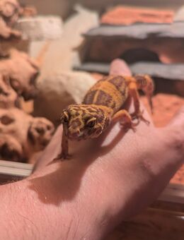 2 seltene Leoparden Geko Weibchen abzugeben - Dortmund