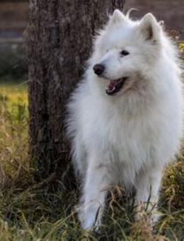 Über Balou altes Spiel neues Glück - Kierspe