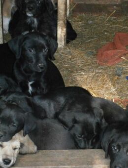 Labrador/Mischlingswelpen - Gnarrenburg