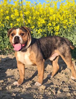 Old Englisch Bulldog Rüde - Walsleben