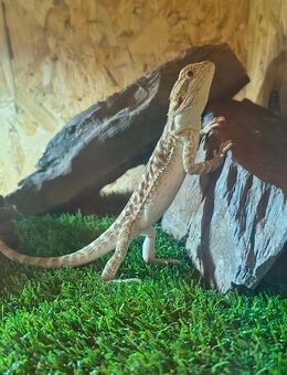 Eine junge Bartagame sucht dringend ein Zuhause - Ilmenau