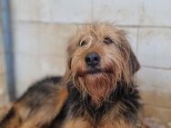 Toffee Lebhafte Hundedame - Eixen