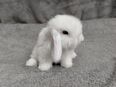 Tolle Mini lop Kaninchen Babys zu Abgabe in 67454