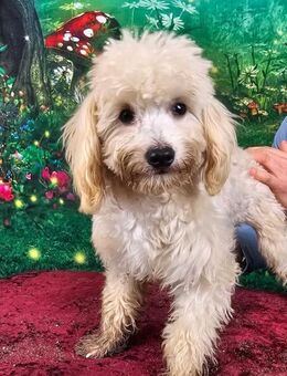 Emmy, Pudelmädchen mit Handicap - Remagen