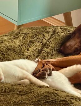 Timmy und Findus suchen neue Familie - Murnau (Staffelsee)