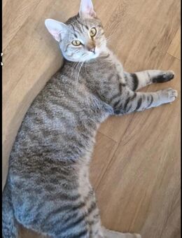 Mischlinge Katzen - Offenbach (Main)