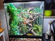 Komplett eingerichtetes Terrarium mit Jungferngeckos - Hamburg