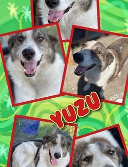 Toller Yuzu- chancenlos? - Nürnberg