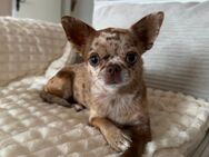 Chihuahua Weibchen 1 Jahr alt - Ronnenberg