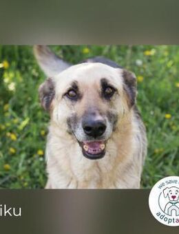 Chiku: Entspannt, entspannter, Chiku! - Kirchzell