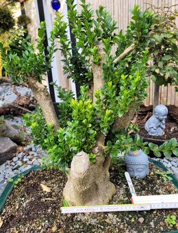 Bonsai Buchs mit Schale - Regenstauf