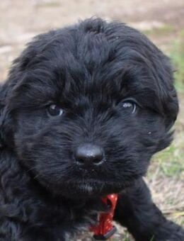 Mirella - einfach ausgesetzt - Süderbrarup