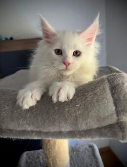 Meine Coon Kitten - Schöffengrund