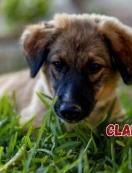 Clarissa - sanft und lernwillig - Heppenheim (Bergstraße)