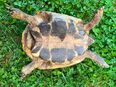 Griechische Landschildkröte, NZ 2007, männlich in 80331
