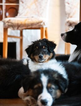 Australien Shepard Mix Welpen - Höchstadt (Aisch)