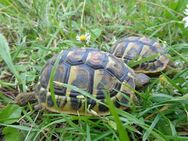 Griechische Landschildkröten, Nachzuchen aus 2020 und 2021, Westrasse - Hainburg