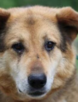 Nanook - verschmust u. sehr lieb - Lohra