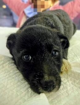 PABLO- kleiner süßer Herzensbrecher - Velbert