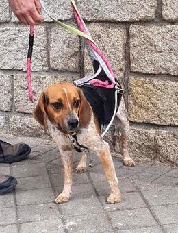 Maximo - seine Freunde nennen ihn MAX - Ratekau