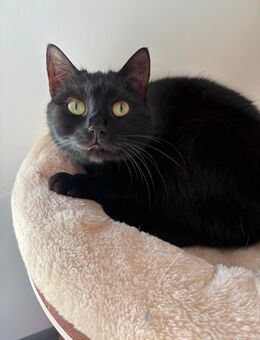 Luna sucht ein neues Zuhause - Weißwasser (Oberlausitz)