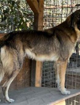 Joker - Pflegestelle oder Zuhause gesuch - Oberwies